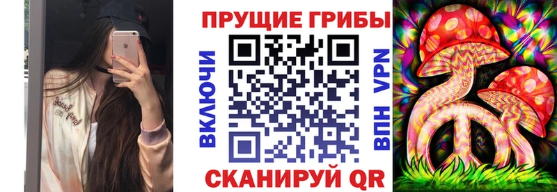 сколько стоит  Сковородино  Псилоцибиновые грибы Psilocybe 